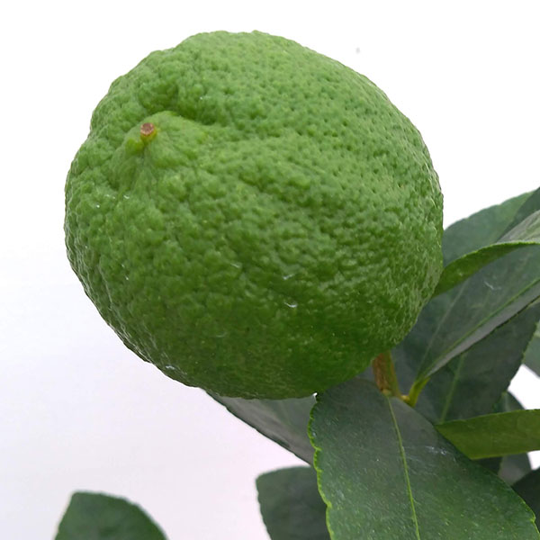 園芸ネット本店｜ライム：フレーバーグリーン3号ポット の通販【公式】