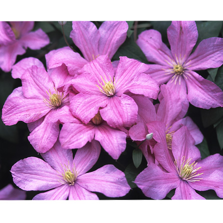 園芸ネット本店｜クレマチス：コンテスドブショウ4号ポットkl(ジャック