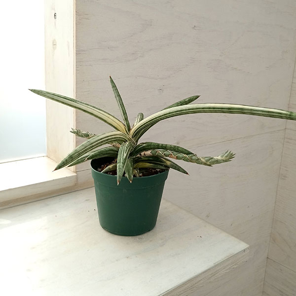 園芸ネット本店｜（わけあり特価）サンセベリア：Lav.1970 斑入り