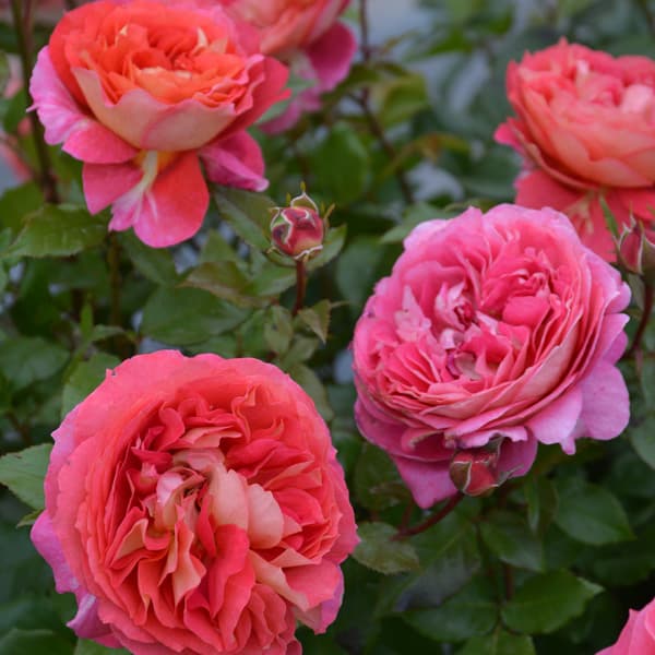 園芸ネット本店｜ロサ・オリエンティス：アルゴノーツ大苗6号角鉢植え