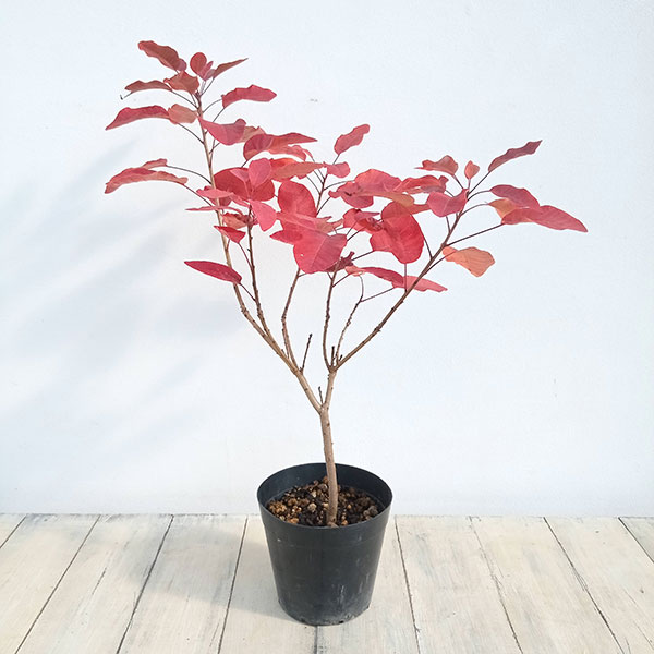 園芸ネット本店｜×スモークツリー：マロンシュシュ5号ポット の通販