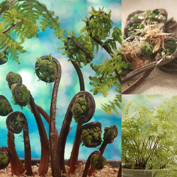 園芸ネット本店｜いっぽんわらび（赤こごみ）3.5号ポット 12株セット