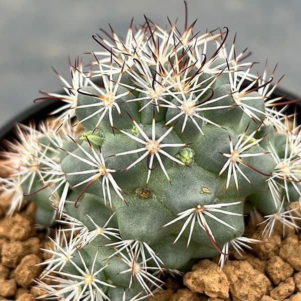 園芸ネット本店｜マミラリア：バルチェラ 蓬莱宮 3号 の通販【公式】