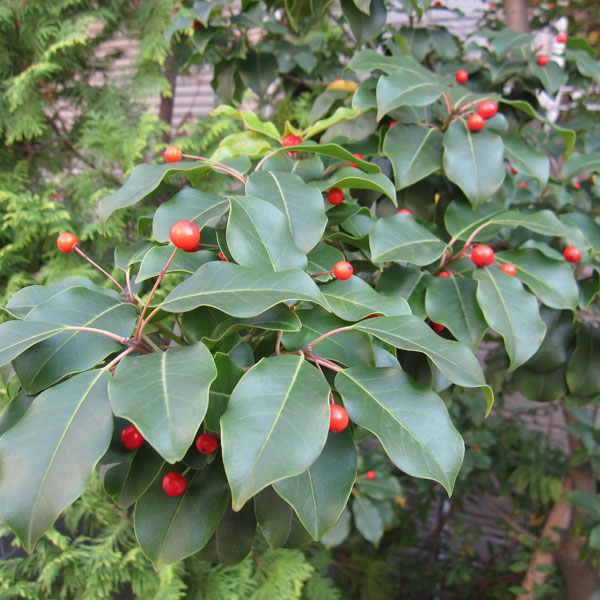 園芸ネット本店｜ソヨゴ：株立ち（寄せ株） メス木8号 高さ130cm の