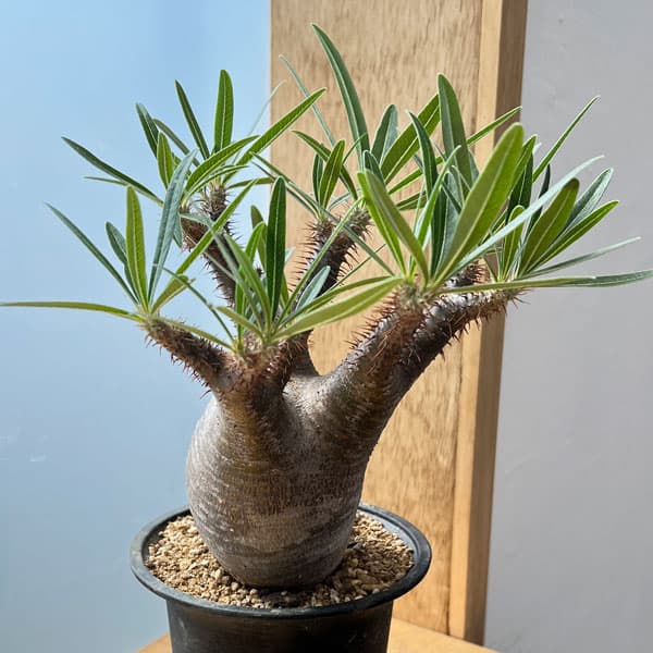 園芸ネット本店｜[送料無料]パキポディウム：グラキリス（多分枝・発根