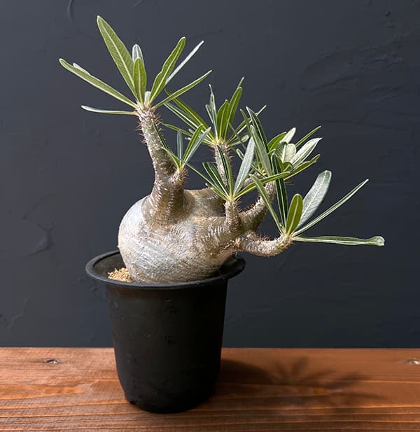 園芸ネット本店｜パキポディウム：グラキリス（多分枝・発根済み株）4