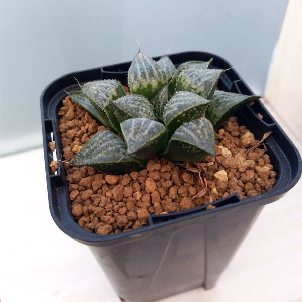 園芸ネット本店｜ハオルチア：氷の世界 2.5号 の通販【公式】