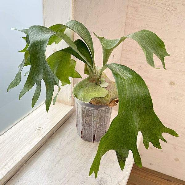 園芸ネット本店｜ビカクシダ（コウモリラン）：ヒリー タートック 5号