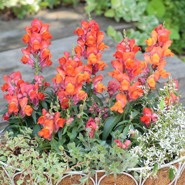 園芸ネット本店｜キンギョソウ（金魚草）：キャンディートップス