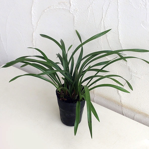 園芸ネット本店｜シンビジューム：金稜辺（キンリョウヘン）花芽付き4