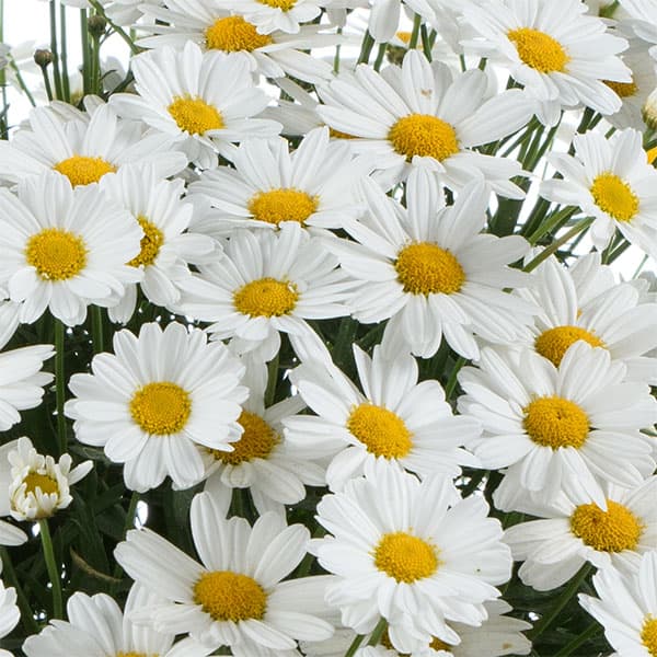 園芸ネット本店｜（わけあり特価）マーガレット：ローリーズ ホワイト