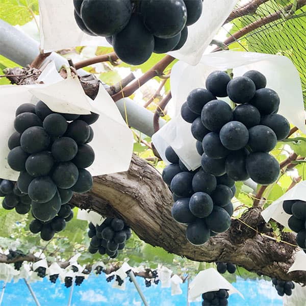 園芸ネット本店｜ブドウ：ナガノパープル接木苗4～5号ポット の通販