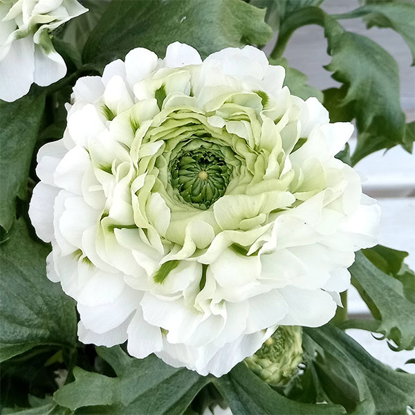 園芸ネット本店｜ラナンキュラス：ポンポン イグルー5.5号鉢植え の