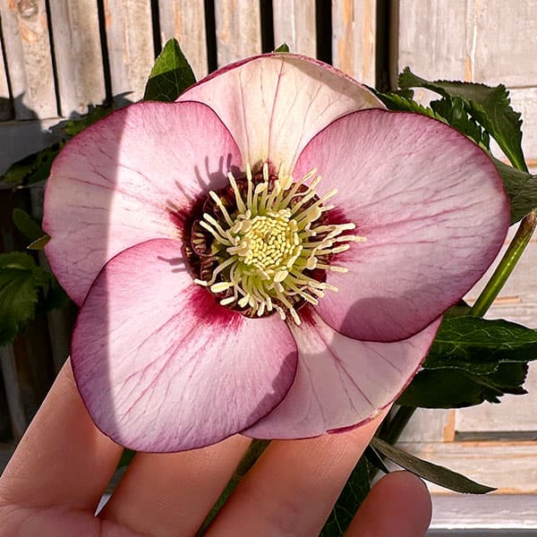 園芸ネット本店｜杉光園芸さんのクリスマスローズ：シングル24-10