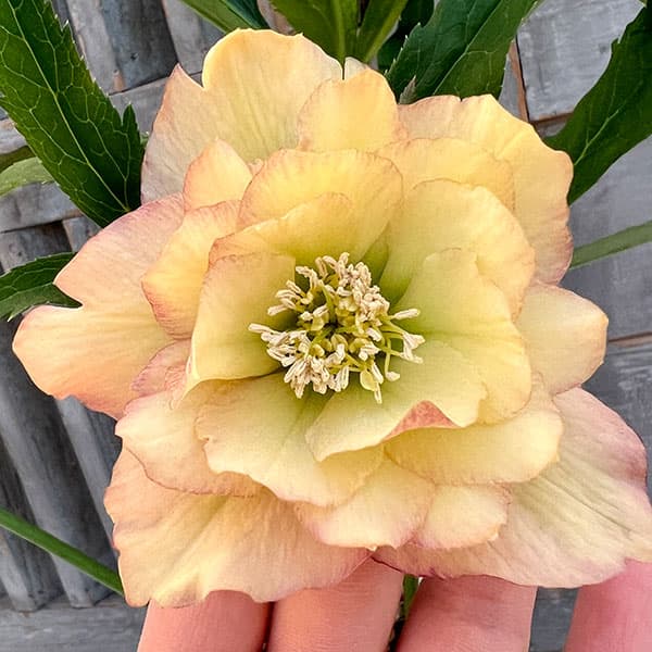 園芸ネット本店｜杉光園芸さんのクリスマスローズ：ダブル24-09