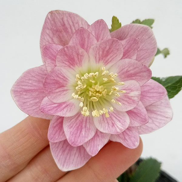 園芸ネット本店｜松村ナーセリーさんのクリスマスローズ：24-09ダブル