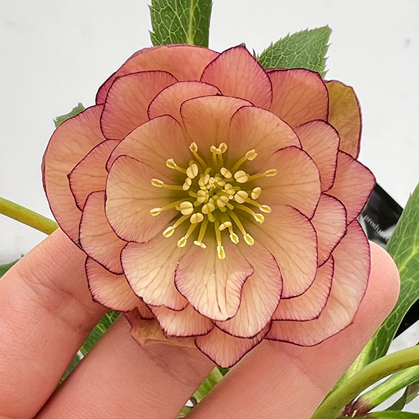 園芸ネット本店｜クリスマスローズ：セレクトダブル24-48 小輪系／2L