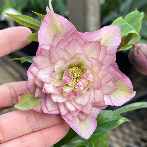 チャッピ様ご検討苗㉖-294クリスマスローズ チャッピ様ご購入苗㉖-195