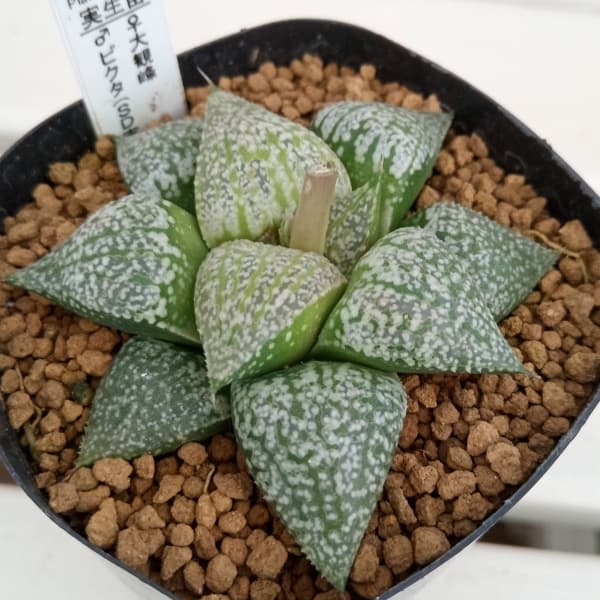 園芸ネット本店｜ハオルチア：大観峰×ピクタ（SD実生）2.5号角ポット