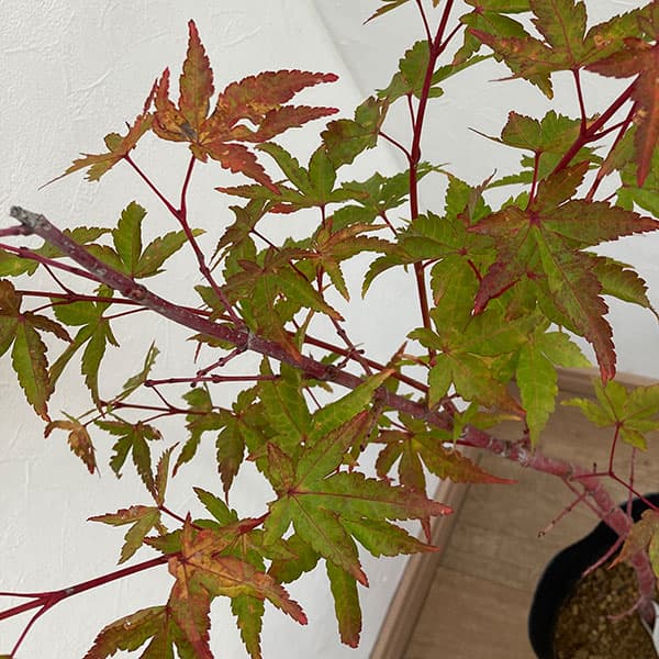 園芸ネット本店｜モミジ：珊瑚閣（サンゴカク）4号ポット の通販【公式】