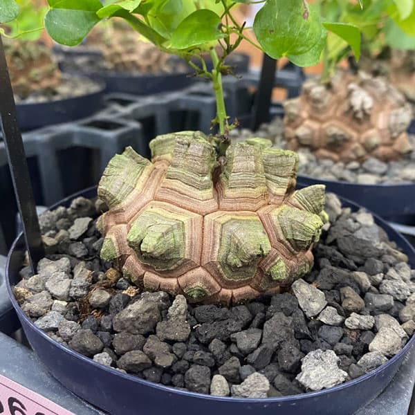 園芸ネット本店｜ディオスコレア（亀甲竜）：エレファンティペス 厳選