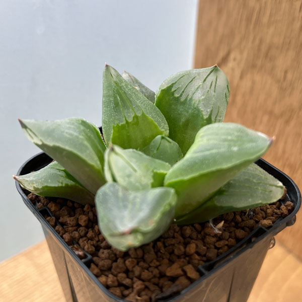 園芸ネット本店｜ハオルチア：ピグマエアミュータント 2.5号スクエア鉢