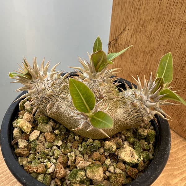 園芸ネット本店｜パキポディウム：ブレビカウレ（恵比寿笑い） 3.5号