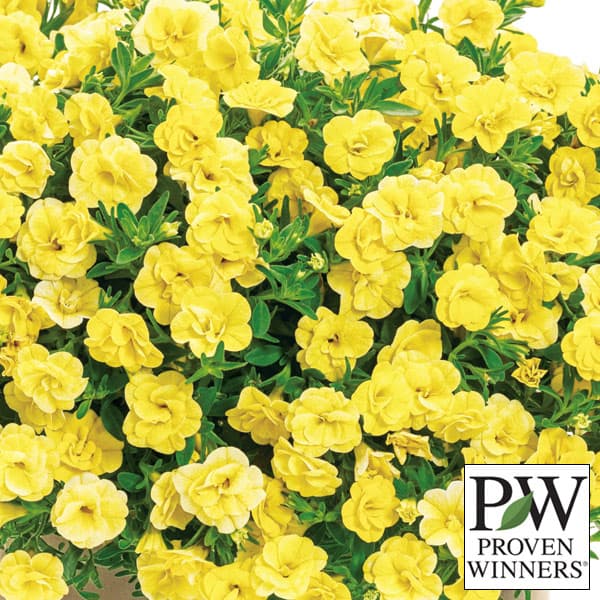 園芸ネット本店｜カリブラコア：スーパーベル ダブルイエロー5号ポット