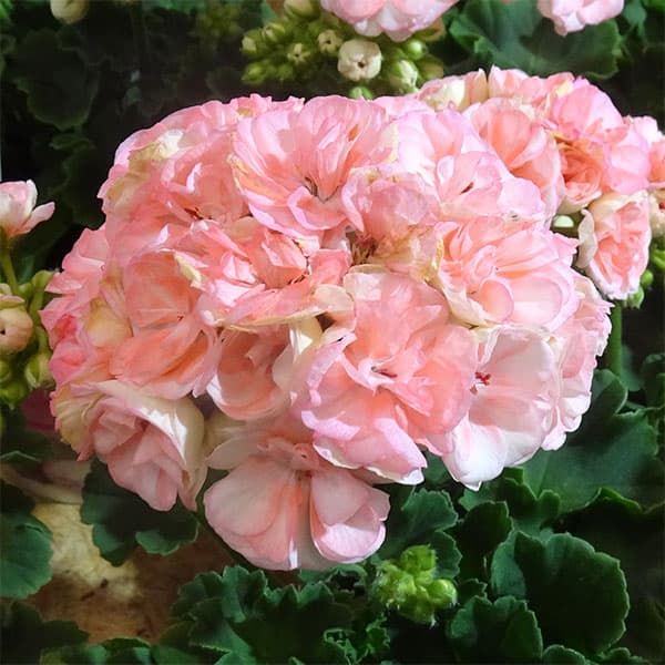 園芸ネット本店｜[送料無料]ゼラニウム：ロザリア4号鉢植え 12株セット