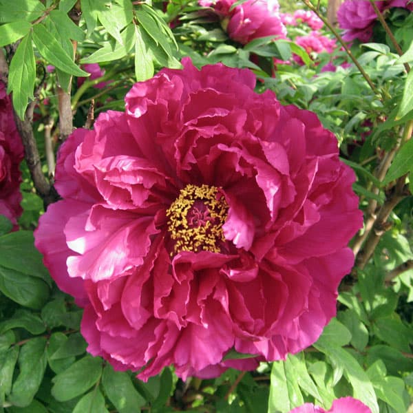 園芸ネット本店｜牡丹（ぼたん）：島大臣（しまだいじん）3～4年生苗7