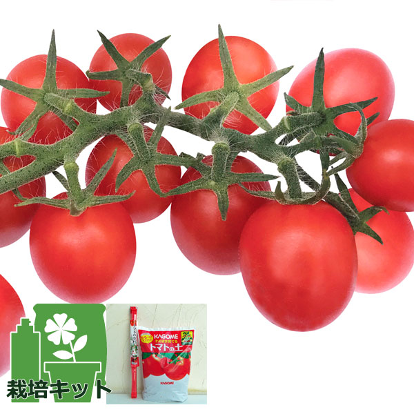 園芸ネット本店｜トマトのかんたん栽培セット：ミニトマト：あまたん(R