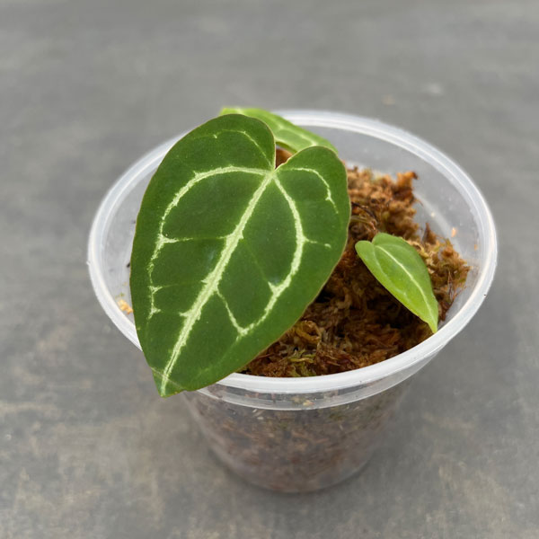 園芸ネット本店｜アンスリウム（原種）：クリスタリナム×クリスタ