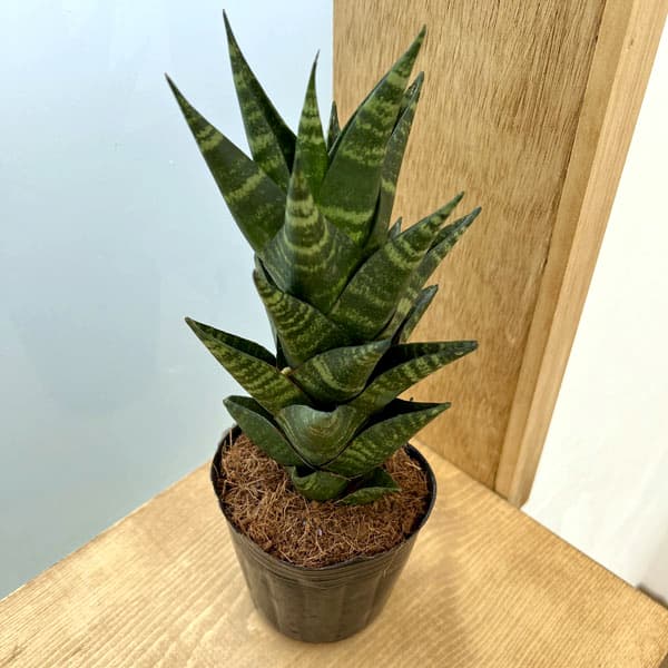 園芸ネット本店｜サンセベリア：タイハイブリット 3号ポット* の通販