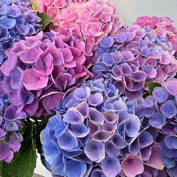 園芸ネット本店｜[26年4月下旬予約]アジサイ：マジカル