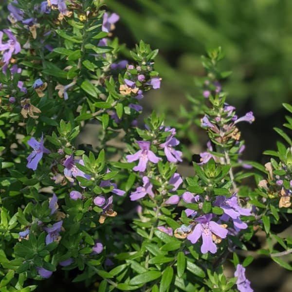 園芸ネット本店｜ウエストリンギア：ブルージュエル4号ポット の通販