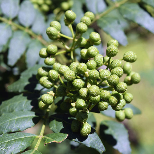 園芸ネット本店｜山椒（サンショウ）：朝倉（アサクラ）3号鉢植え の