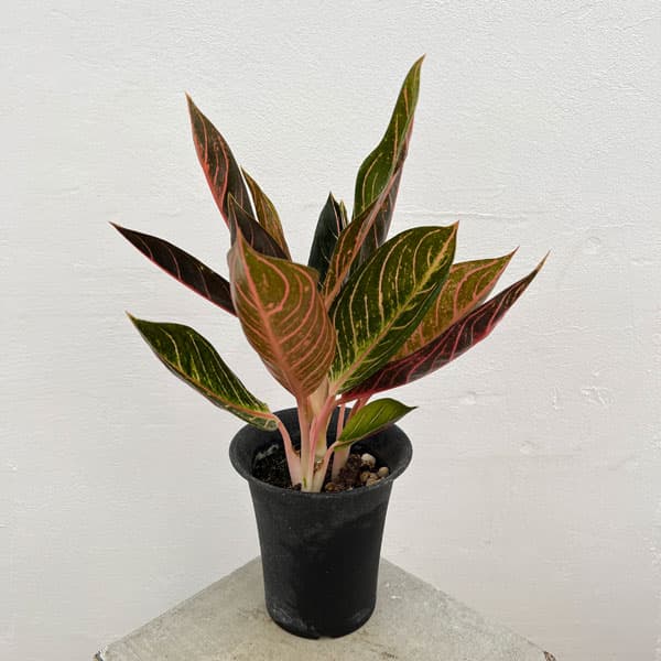 園芸ネット本店｜[ザ・ファームセレクト]アグラオネマ：レッドスマトラ