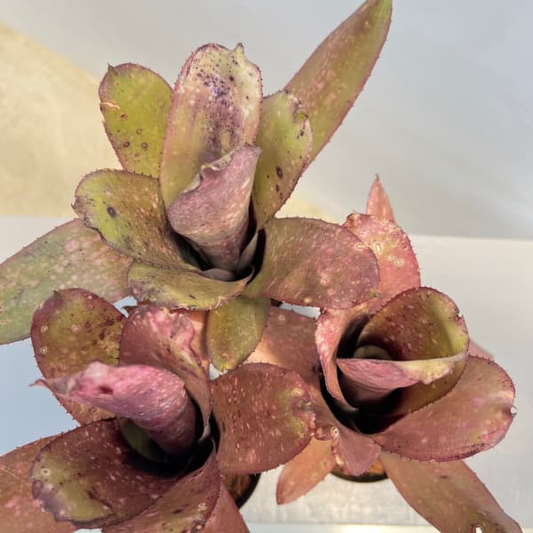 園芸ネット本店｜[ザ・ファームセレクト]ビルベルギア：アラカイ 3号