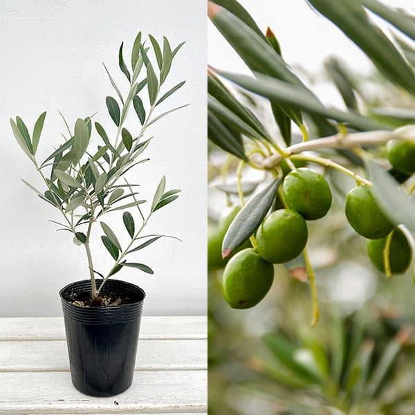 園芸ネット本店｜オリーブ：モライオロ3.5号ポット の通販【公式】