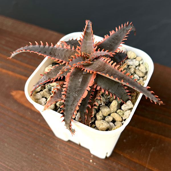 園芸ネット本店｜アロエ：カスティロニアエ ハイブリット 3号24-06 の