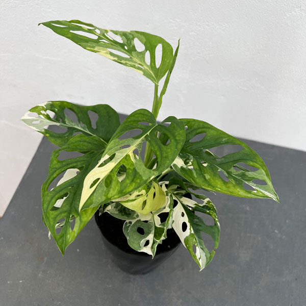 園芸ネット本店｜マドカズラ：斑入り 4号24-04 の通販【公式】