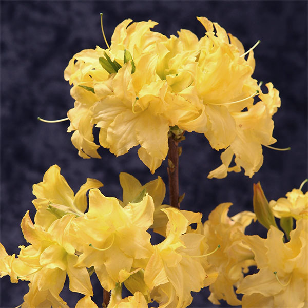 園芸ネット本店｜ツツジ：信濃ツツジ 銀河（ギンガ）3.5号ポット の