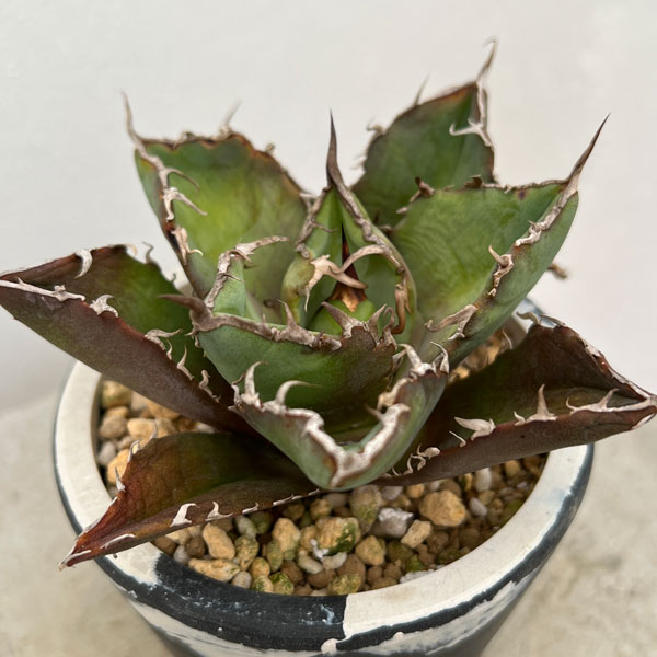 園芸ネット本店｜アガベ：チタノタ 白鯨 3号鉢植え号23-01 の通販【公式】