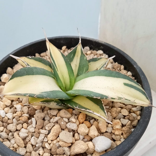 園芸ネット本店｜アガベ：チタノタ No.1白中斑（発根済） 3.5号23-03