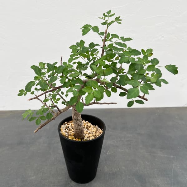 園芸ネット本店｜ブルセラ：ファガロイデス（発根済） 4号鉢植え23-01