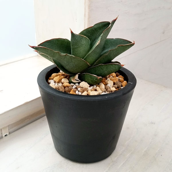 園芸ネット本店｜サンスベリア：オペラハウス 3号鉢植え23-01 の通販