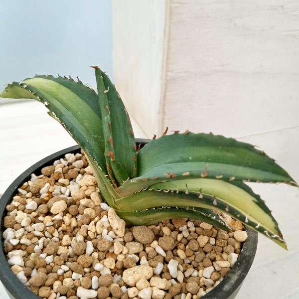 園芸ネット本店｜アガベ：チタノタ ソーラーエクリプス（狂刺夕映中斑