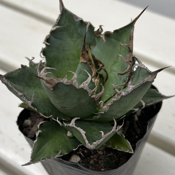 アガベ シーザー（Caesar）良型親株鉢付き