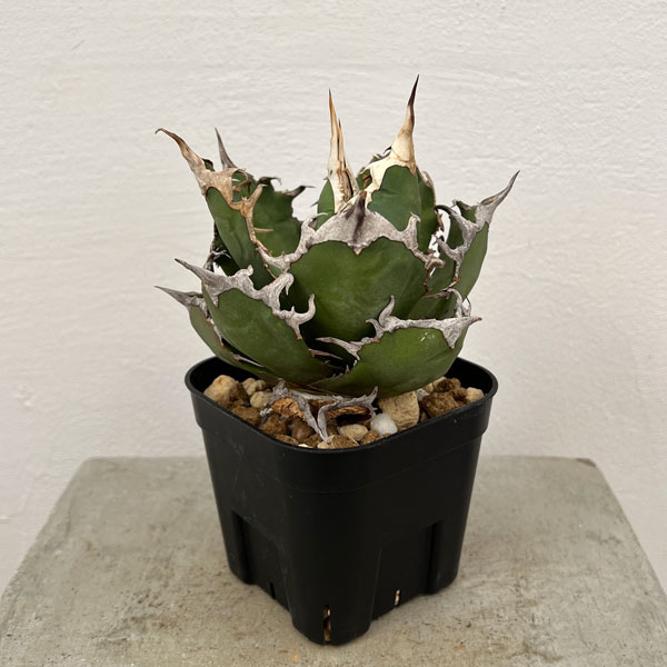 園芸ネット本店｜アガベ：チタノタ シーザー（凱撤） 8cm角鉢植え の