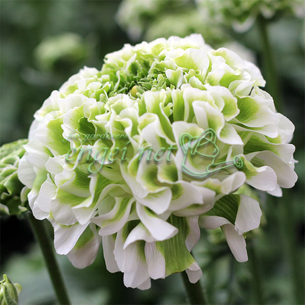 園芸ネット本店｜ラナンキュラス：ポンポン イグルー4号ポット苗 の